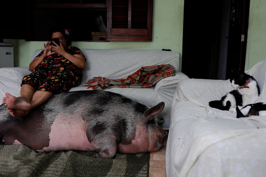 a woman sits on a touch with a big pig laying at her feet.