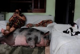 a woman sits on a touch with a big pig laying at her feet.