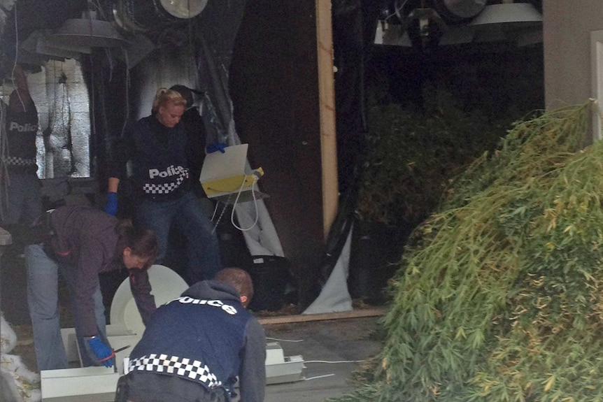 Cannabis plants found at a factory at Melton.