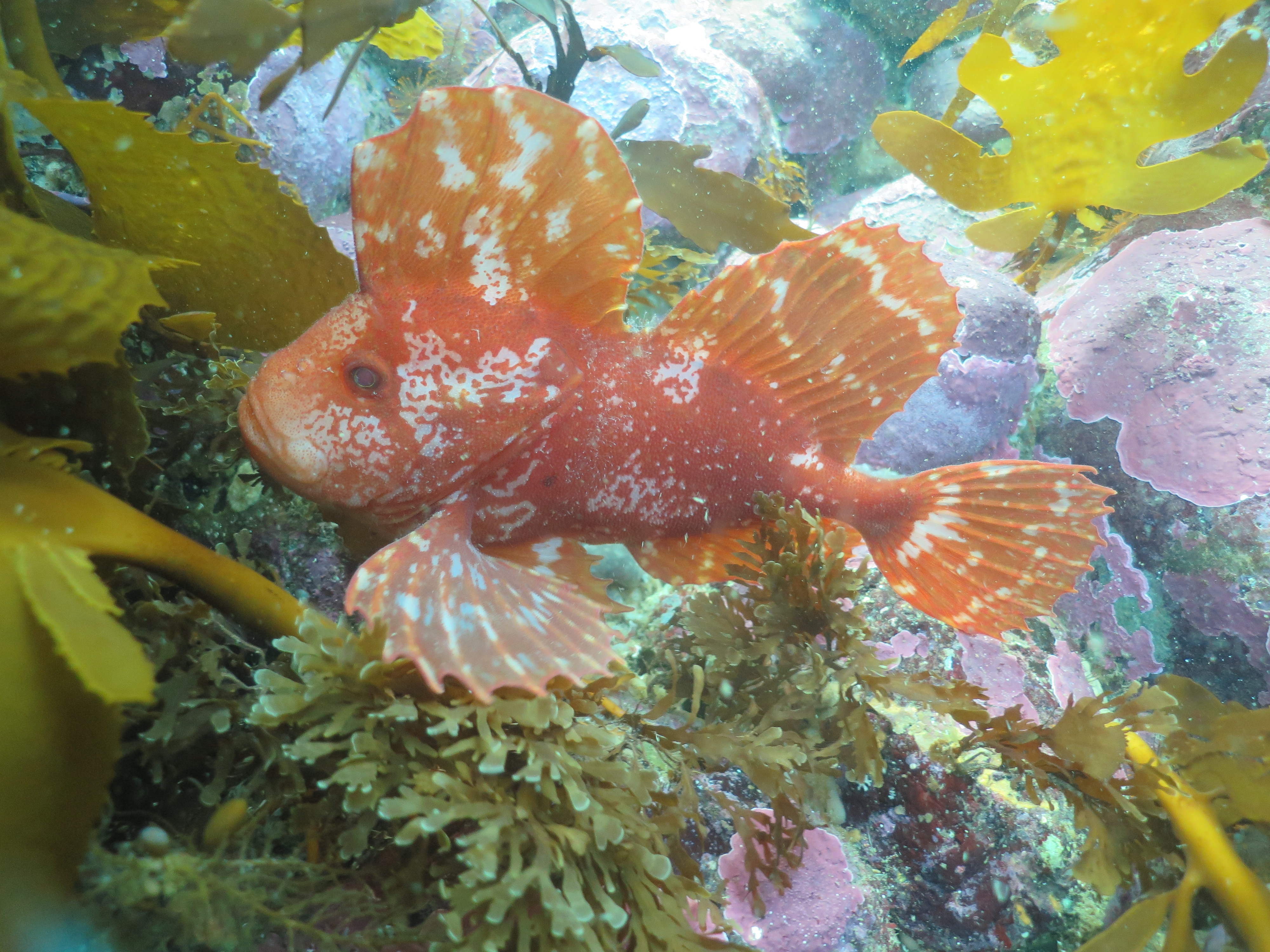 Cardume de peixes nos recifes do canal D'Entrecasteaux