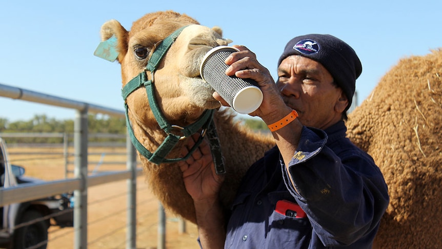 A man feeds a camel coffee from a takeaway coffee cup.