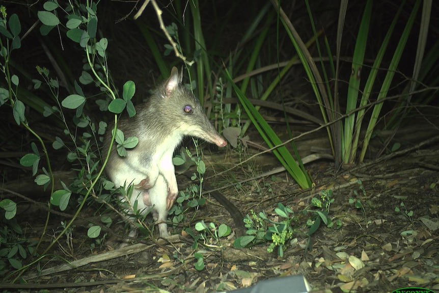 A small mammal with long nose and little arms standing upright spotlighted by flash in dark