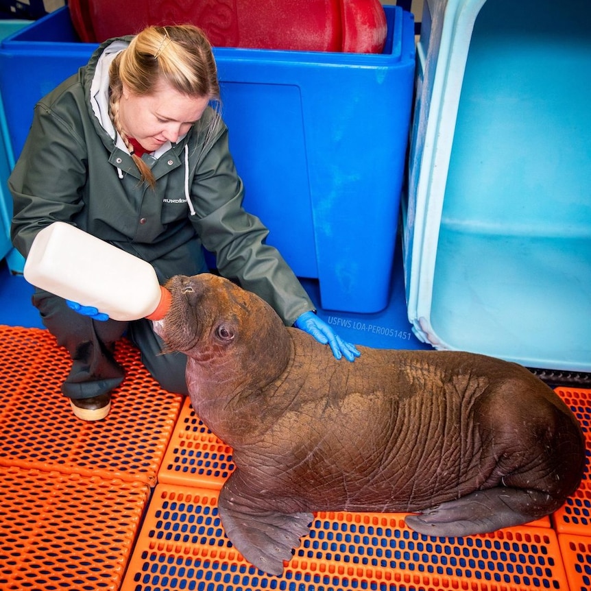 A baby walrus is fed by a staff member 