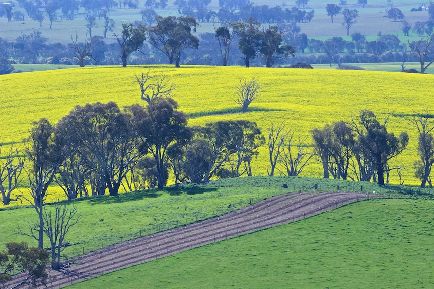 Bright yellow field of canola with old trees piercing its uniformity. In the foreground an area plowed with new trees planted.