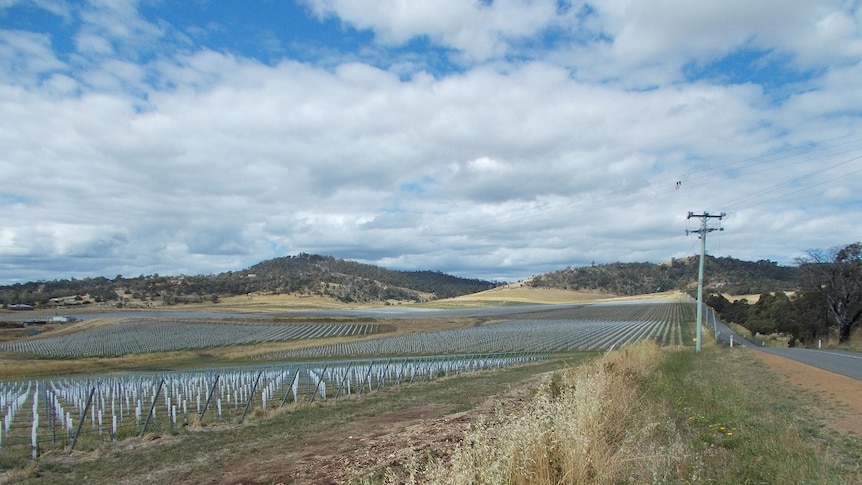 A view of the new vineyard near Richmond in Tasmania