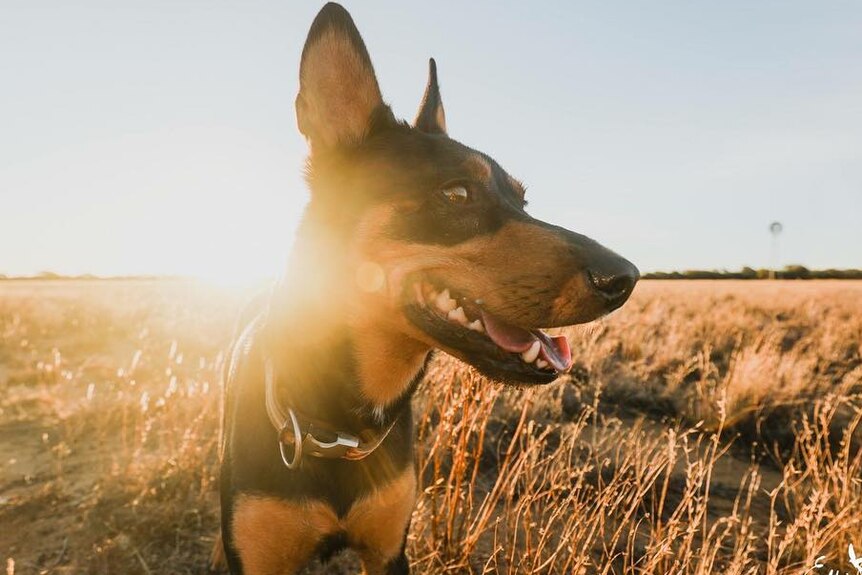 A kelpie stands in grass as the sun sets in the background