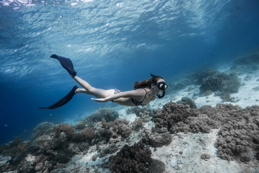 A woman in a bikini, flippers and snorkel mask swimming in shallow water.