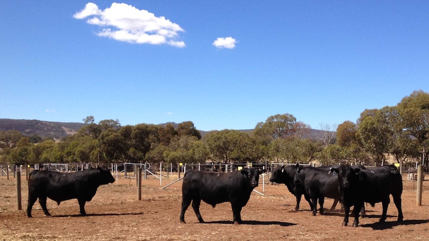 Angus cattle herd in holding yard
