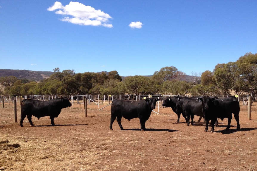 Angus cattle herd in holding yard