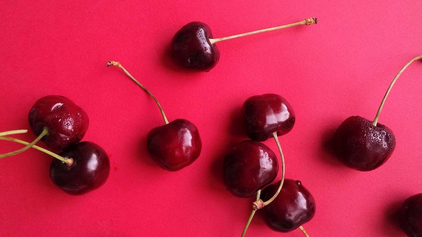 Dark red cherries on a bright red background, in a story about tips for choosing, storing and pitting cherries.