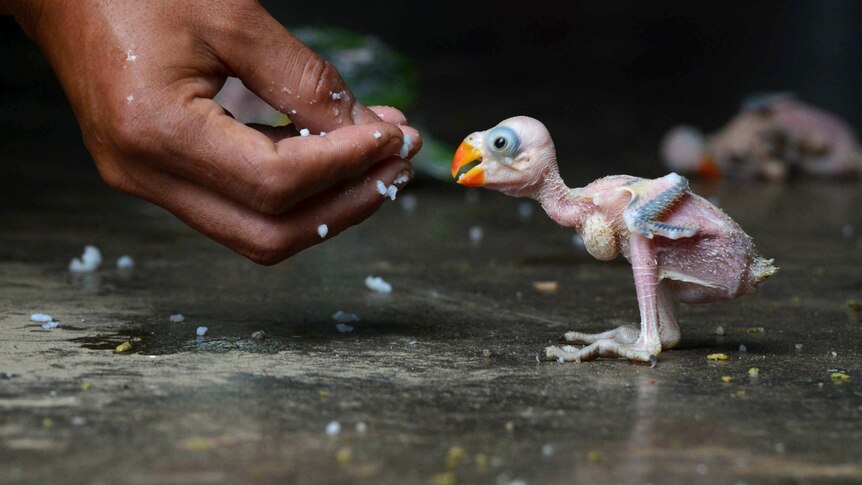 An Indian parrot hatchling eats from a man's hands