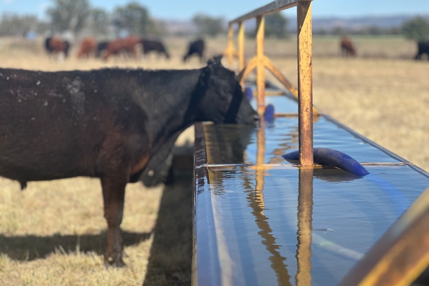 A black cow drinks water from a trough.