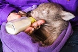 Davika the wombat gets bottle-fed