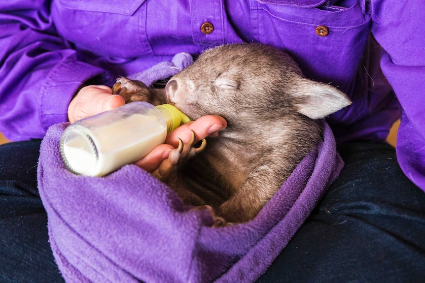 Davika the wombat gets bottle-fed