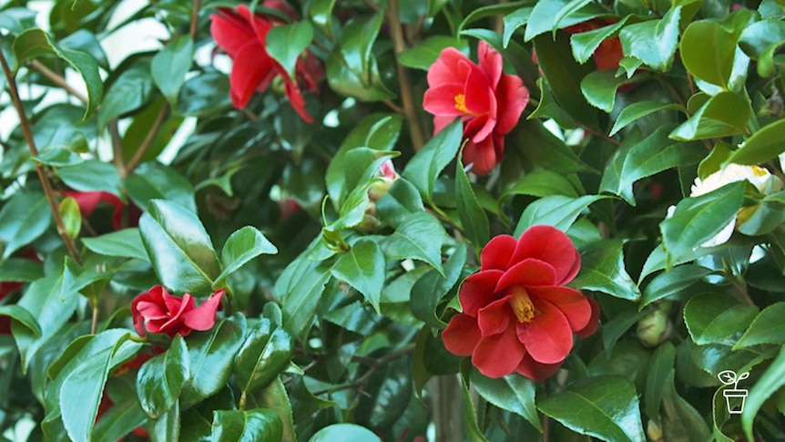 Glossy green camellia leaves with red flowers