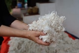 A person holds a ball of white wool-like fibres made of plants.