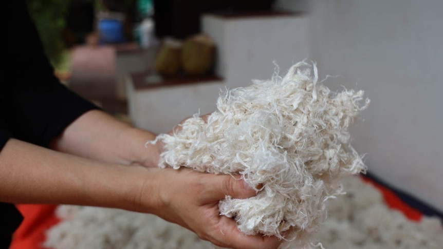 A person holds a ball of white wool-like fibres made of plants.