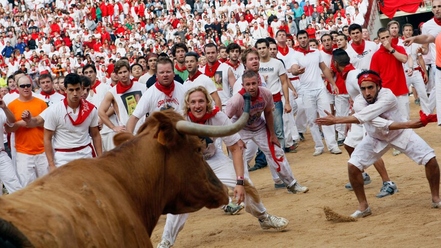Revellers taunt a fighting bull in the Plaza de Toros in Pamplona