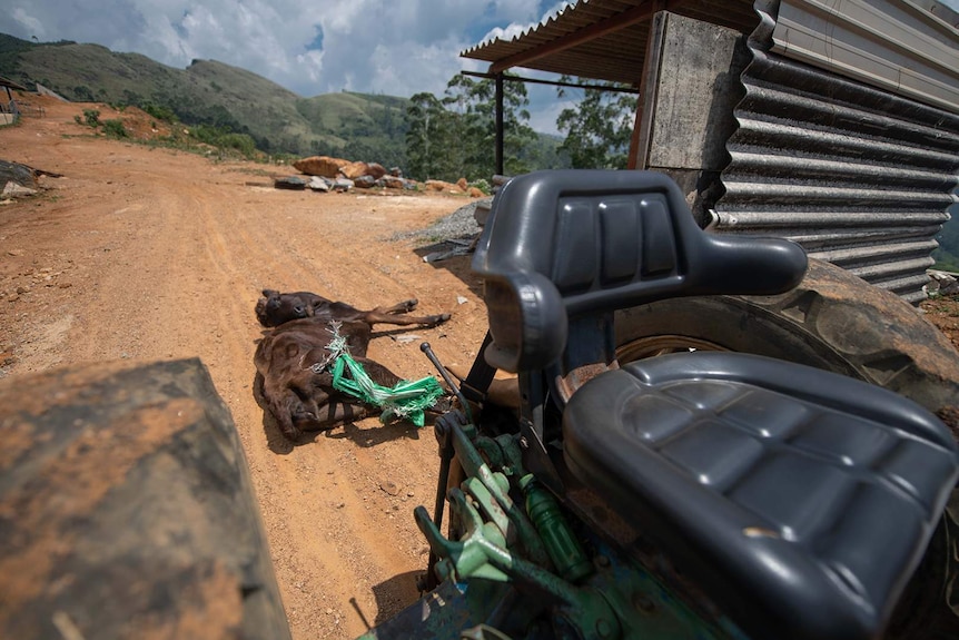 A dead cow is dragged along behind a truck on Lammermoor Estate.