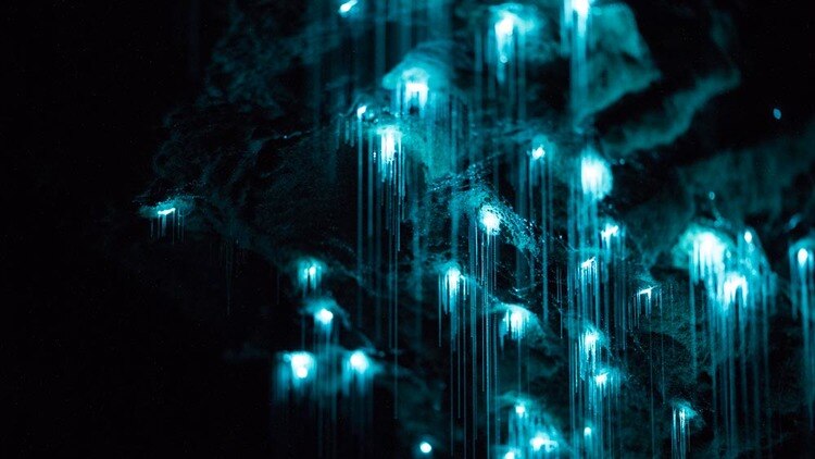 Glow worms in caves in New Zealand