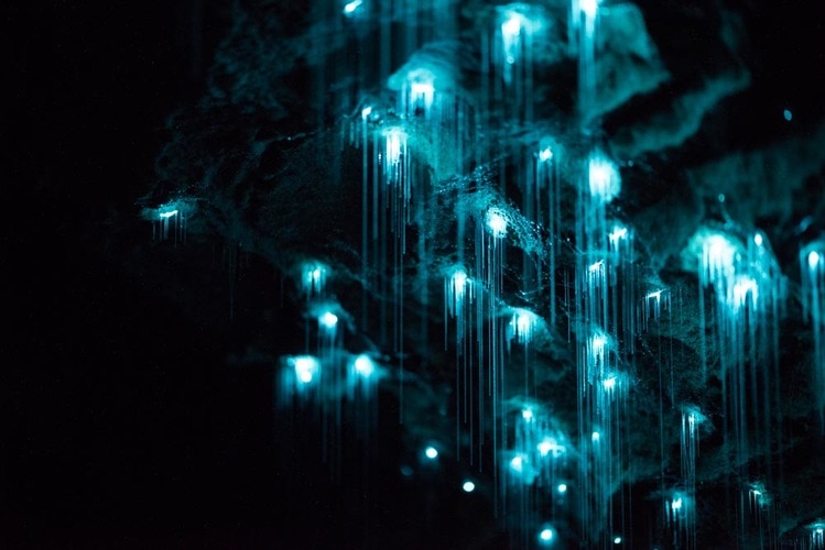 Glow worms in caves in New Zealand