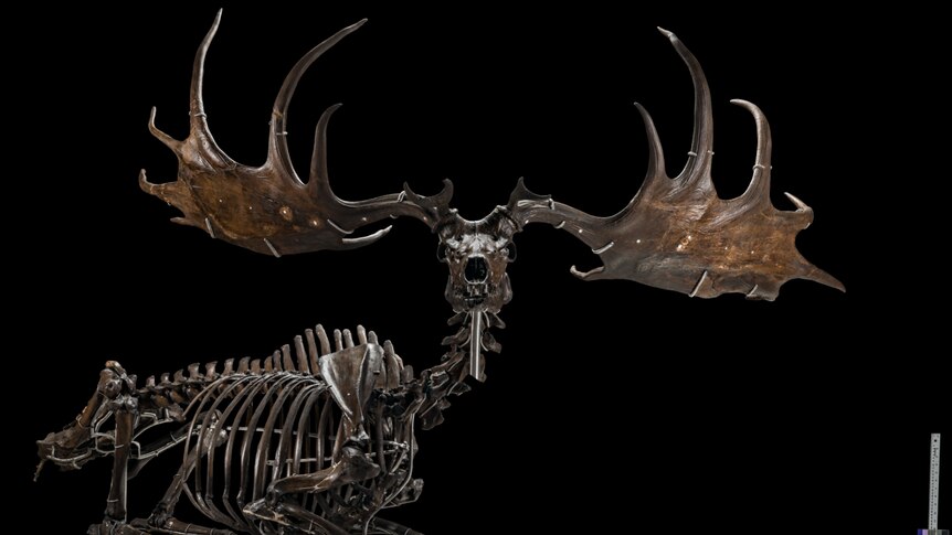 A fossil with giant antlers