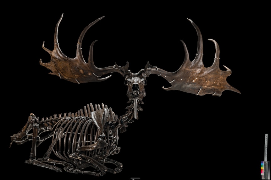 A fossil with giant antlers