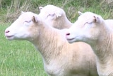 Four twins of a cloned sheep stand in a paddock.