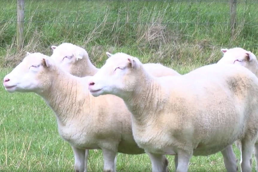Four twins of a cloned sheep stand in a paddock.