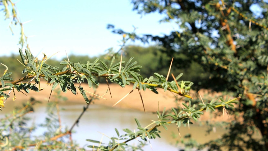 Close up picture of prickly acacia with long thorns and small green leaves