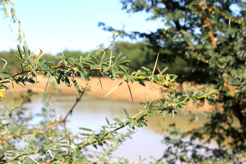 Close up picture of prickly acacia