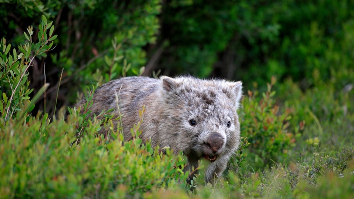 wombat walking through shrubs