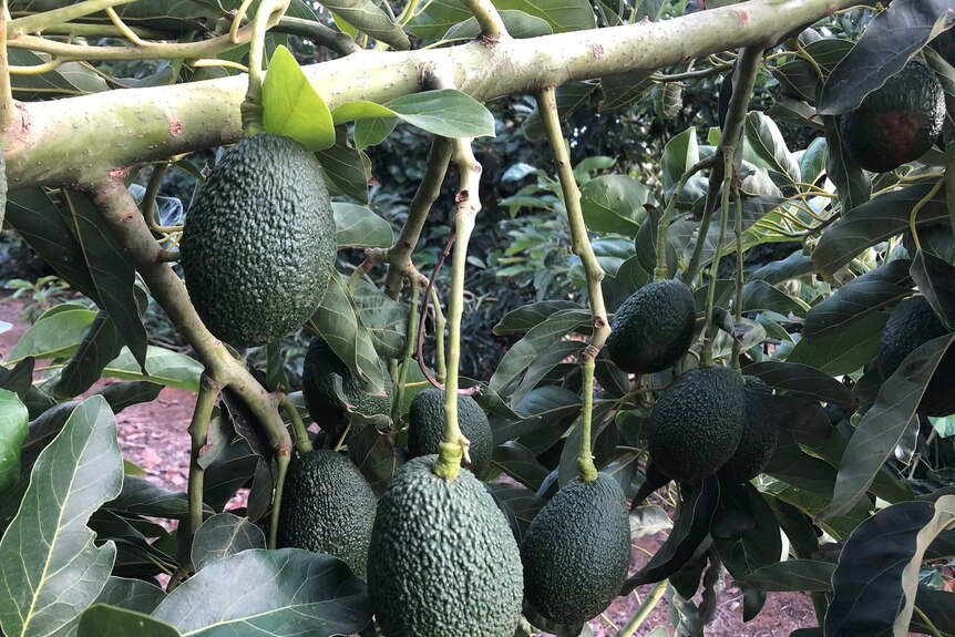 A close up of avocados growing on trees.