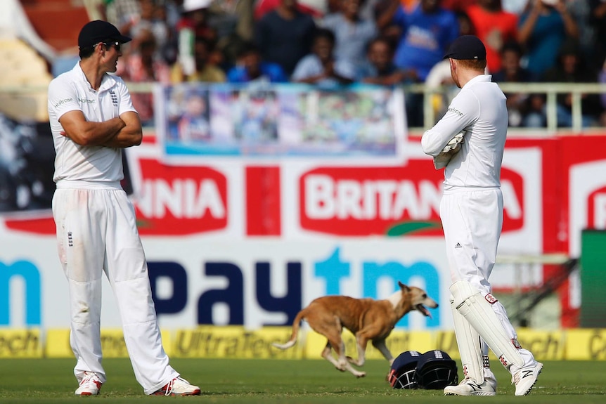 England players look on as dog interrupts Test match