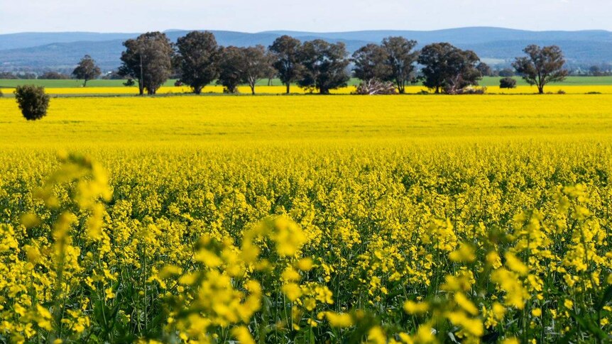 A panoramic photo of a canola crop in full yellow flower