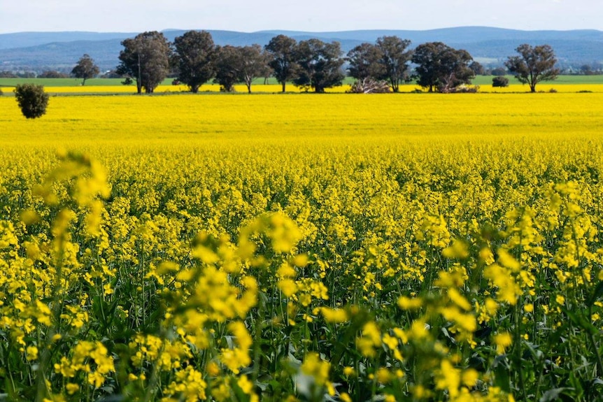 Yellow canola crops in a paddock