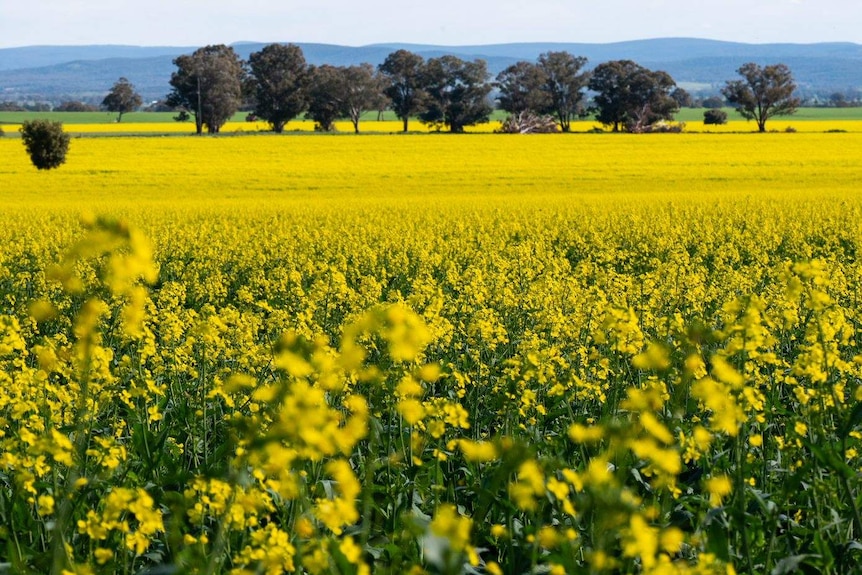 A panoramic photo of a canola crop in full yellow flower