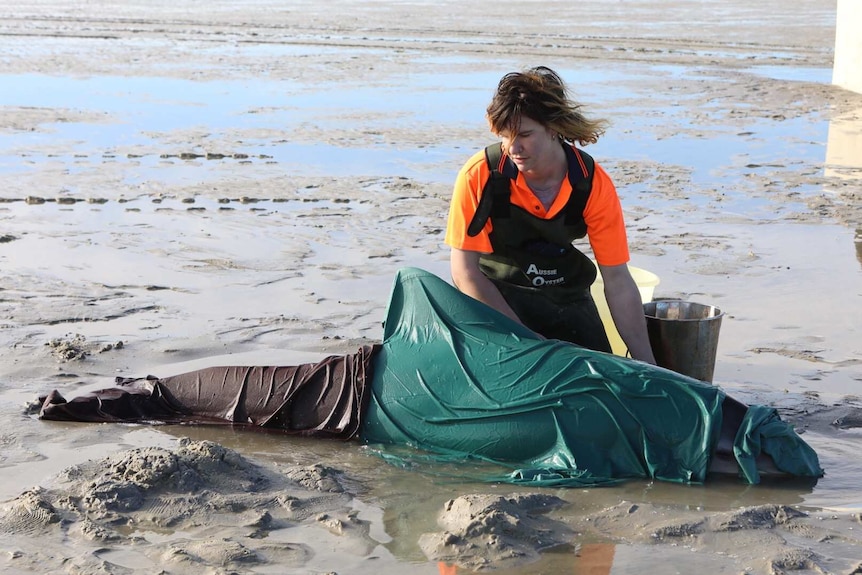 Dolphin with rescuer near Clifton Beach, southern Tasmania.