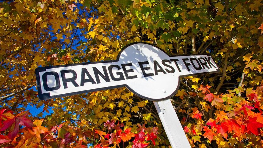 A sign saying Orange East Fork with a liquid amber tree in autumn behind it