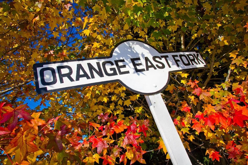 A sign saying Orange East Fork with a liquid amber tree in autumn behind it