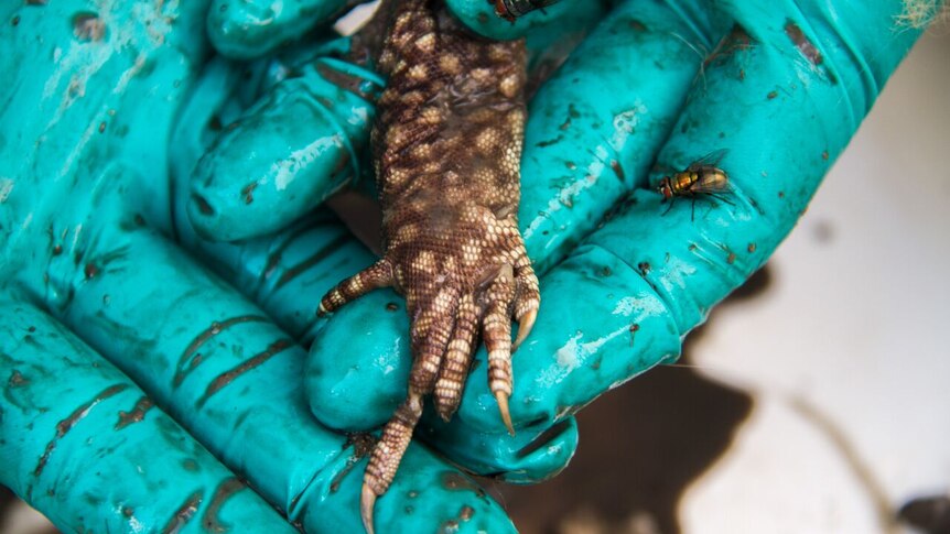 Pieces of lizard found in a feral cat's stomach