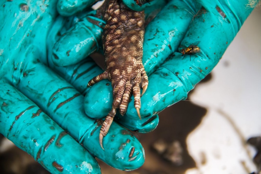 Pieces of lizard found in a feral cat's stomach