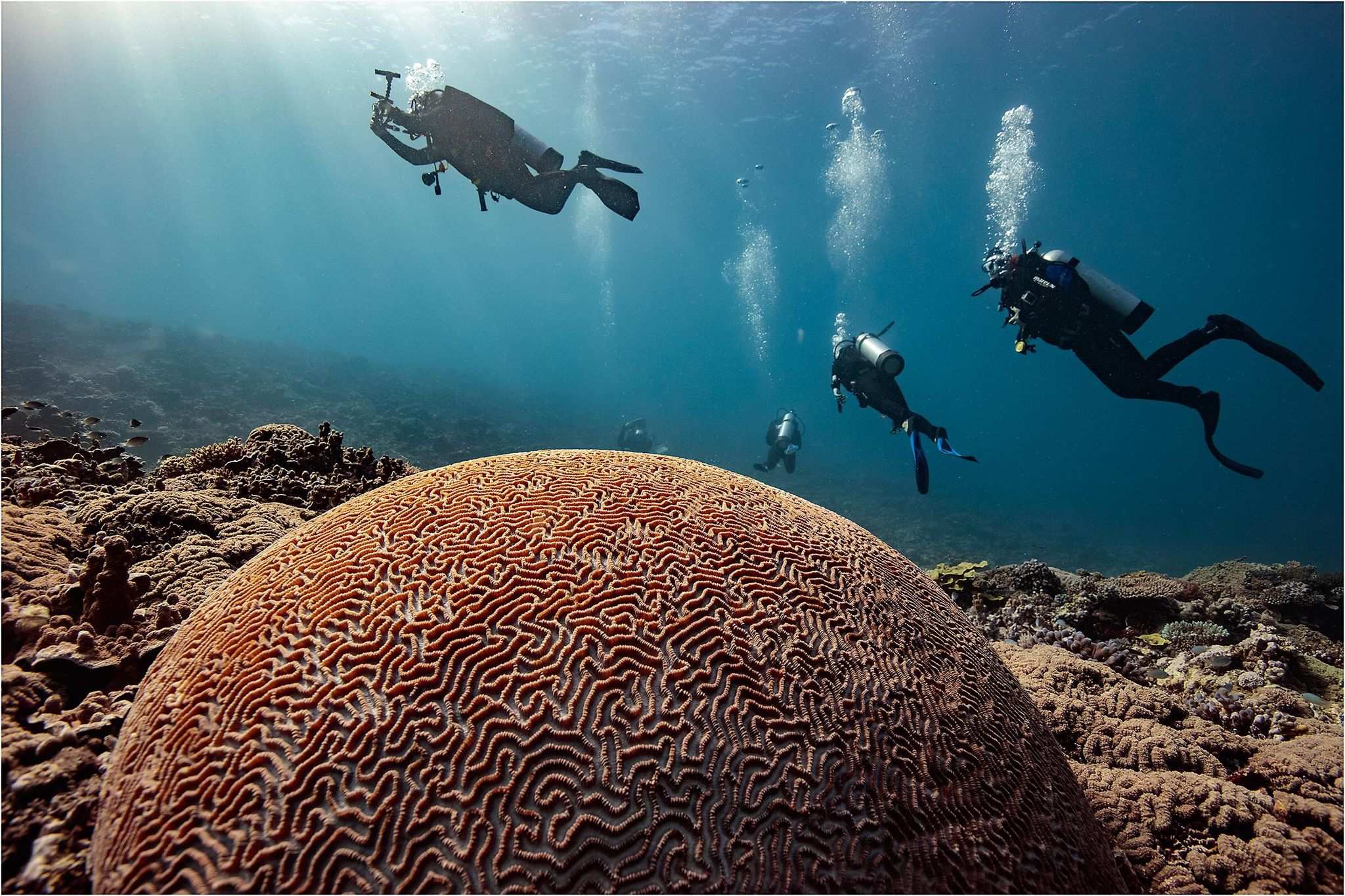 Great Barrier Reef A Second Home To Bundaberg Businesswoman With Free Diving Passion Abc News