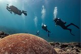Five scuba divers swim behind a large coral dome on the Great Barrier Reef.