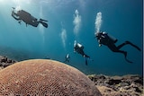 Five scuba divers swim behind a large coral dome on the Great Barrier Reef.