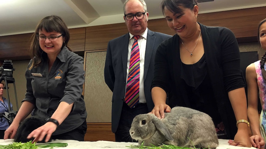 A rabbit is at the centre of attention at a media conference.