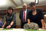 A rabbit is at the centre of attention at a media conference.