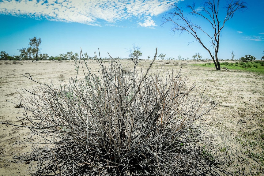 The remains of a dry, dead plant is seen on the property of Cowarie Station.