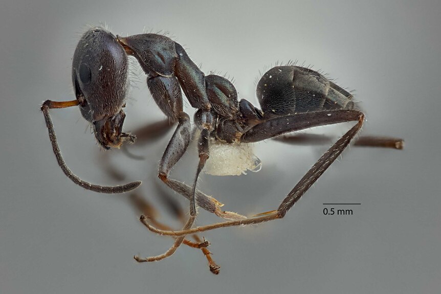 An up-close image of a black ant.