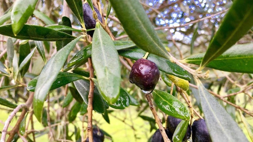 Dew drips from an olive